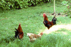 Permanent Hosts at Aulage